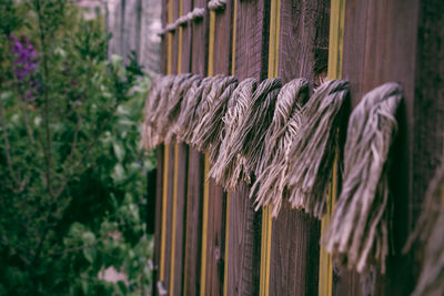 Close-up of plant hanging on fence by building