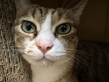 Close-up portrait of cat