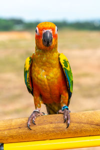 Close-up of parrot perching on wood