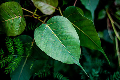 Close-up of green leaves