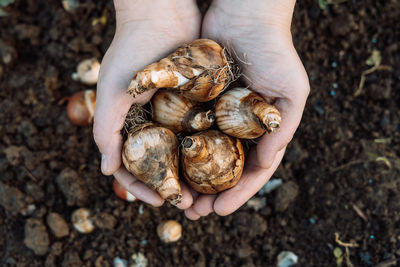 Hands holding daffodil bulbs before planting in the ground