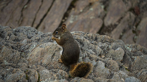 Close-up of squirrel on rock