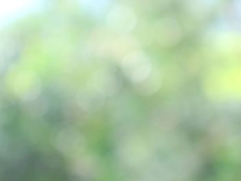Defocused image of plants