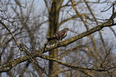 Low angle view of buzzard perching on branch