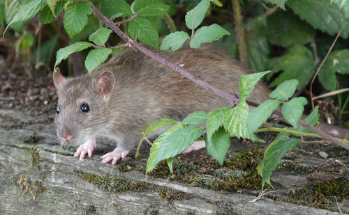 A rat  peering out from under a bush. 