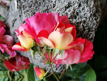 Close-up of pink roses blooming outdoors