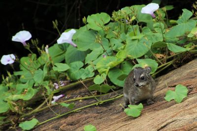 Close-up of squirrel