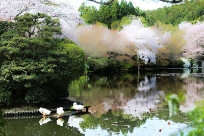 Scenic view of lake by trees in forest