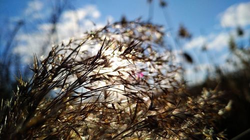 Close-up of wilted plant against sky
