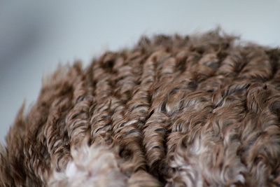 Cornish rex cat fur 