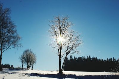 Trees against sky