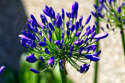 Blue agapanthus flower