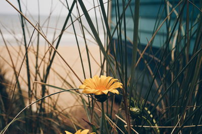 Close-up of yellow flowering plants on field