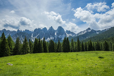 Scenic view of pine trees against sky