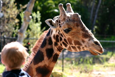 Close-up of giraffe