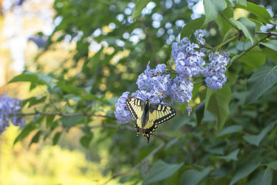 Close-up of butterfly pollinating on purple flowering plant