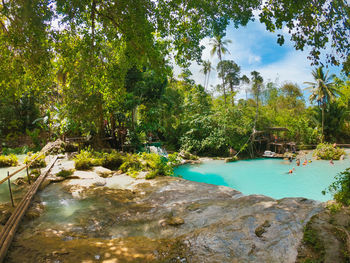 Scenic view of river amidst trees in forest