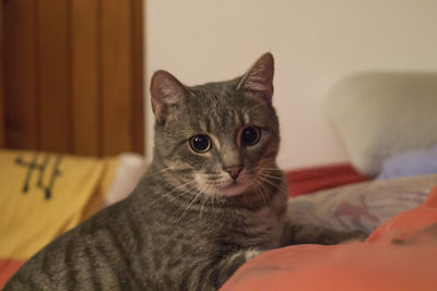 Close-up portrait of cat sitting on sofa at home