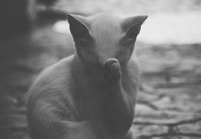 Close-up of cat looking at camera