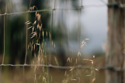 Close-up of grass