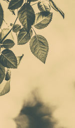Low angle view of leaves against sky