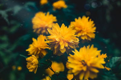 Close-up of yellow flowering plant