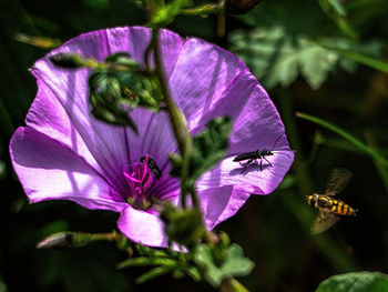 Close-up of insect on purple flower