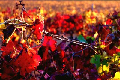 Close-up of red flowers in field