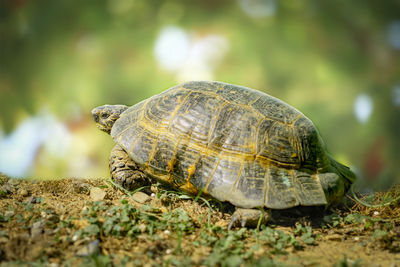 A ground turtle travels through the grass in the city park of alanya.