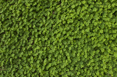 Full frame shot of fresh green plants