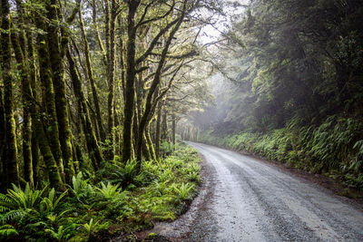 Road amidst trees in forest during rainy season
