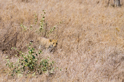 View of an animal on dry grass