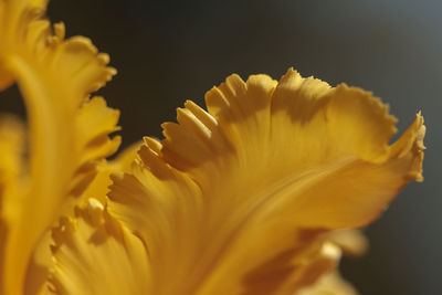 Close-up of yellow flower