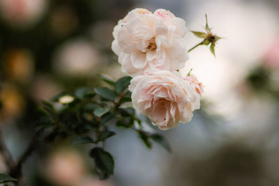 Close-up of white rose