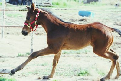 Horse standing on field