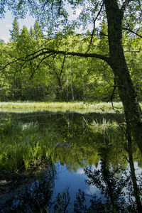 Trees in forest