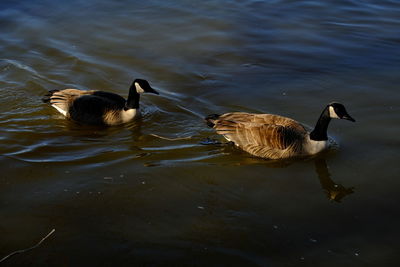 Ducks swimming in lake