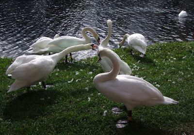 Swan in lake