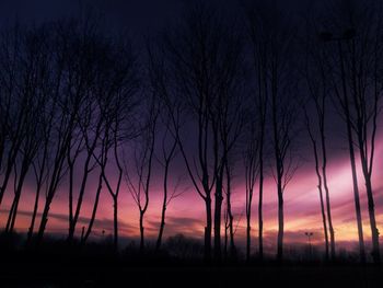 Silhouette of trees at sunset