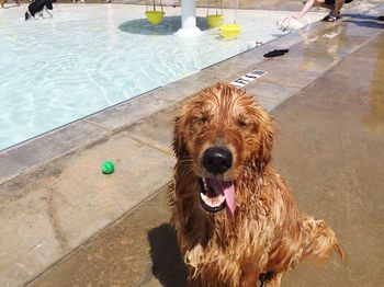 High angle view of dog at swimming pool