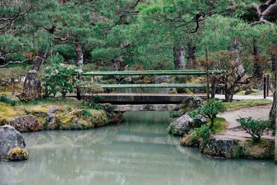 Bridge over trees by water