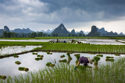 Scenic view of agricultural field against cloudy sky