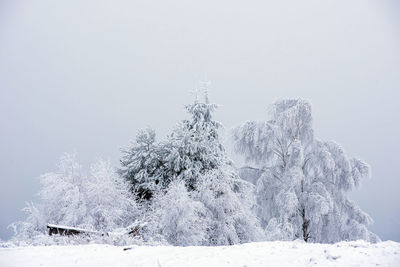 Pine trees in forest against clear sky during winter