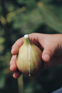 Close-up of hand holding apple