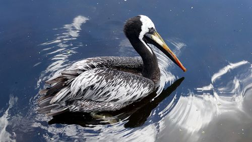 View of pelican swimming in lake