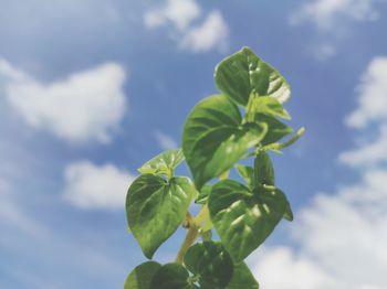 Low angle view of fresh green leaves against sky