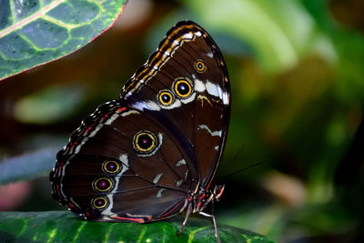 Close-up of butterfly perching