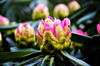 Close-up of pink flower