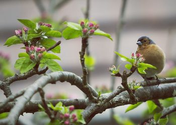 Low angle view of a bird on branch