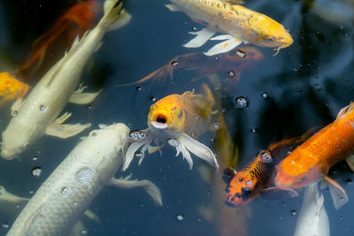 Fish swimming in sea